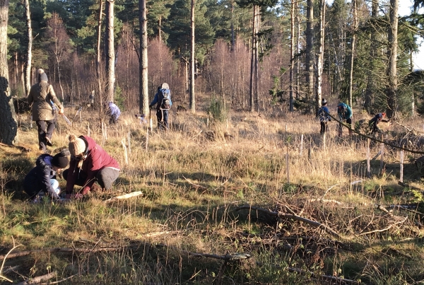 Successful Tree Planting - Aboyne Kids 4 Climate Action